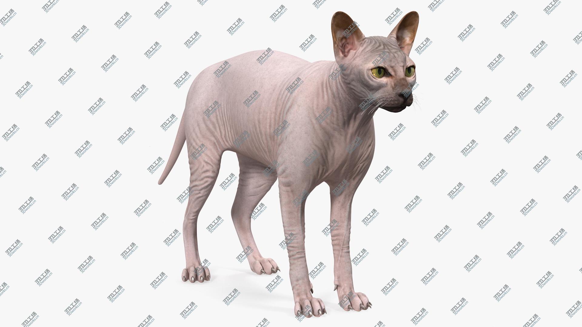images/goods_img/202104093/Dark Cream Sphynx Cat 3D model/1.jpg